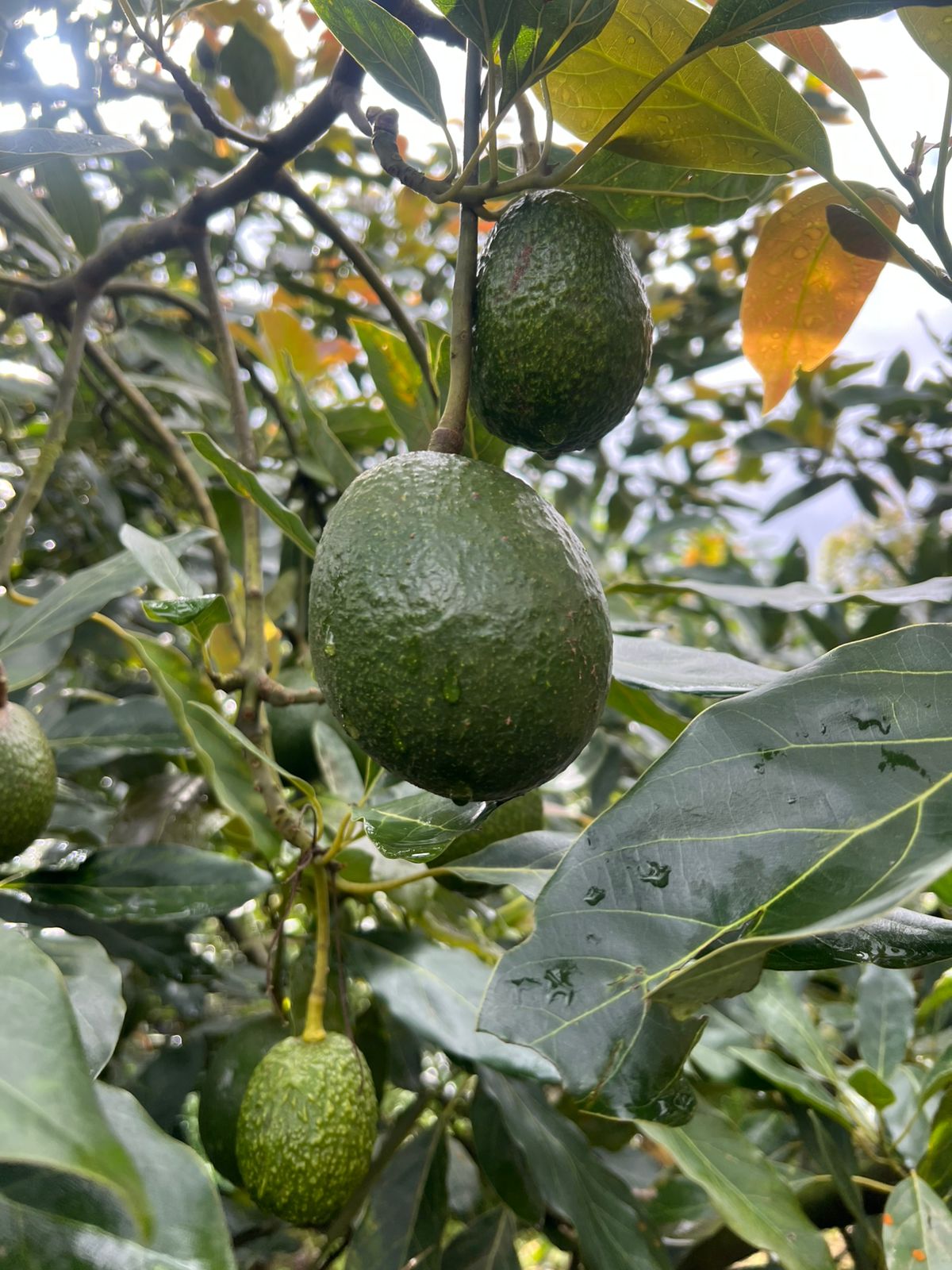 Aguacate en árbol