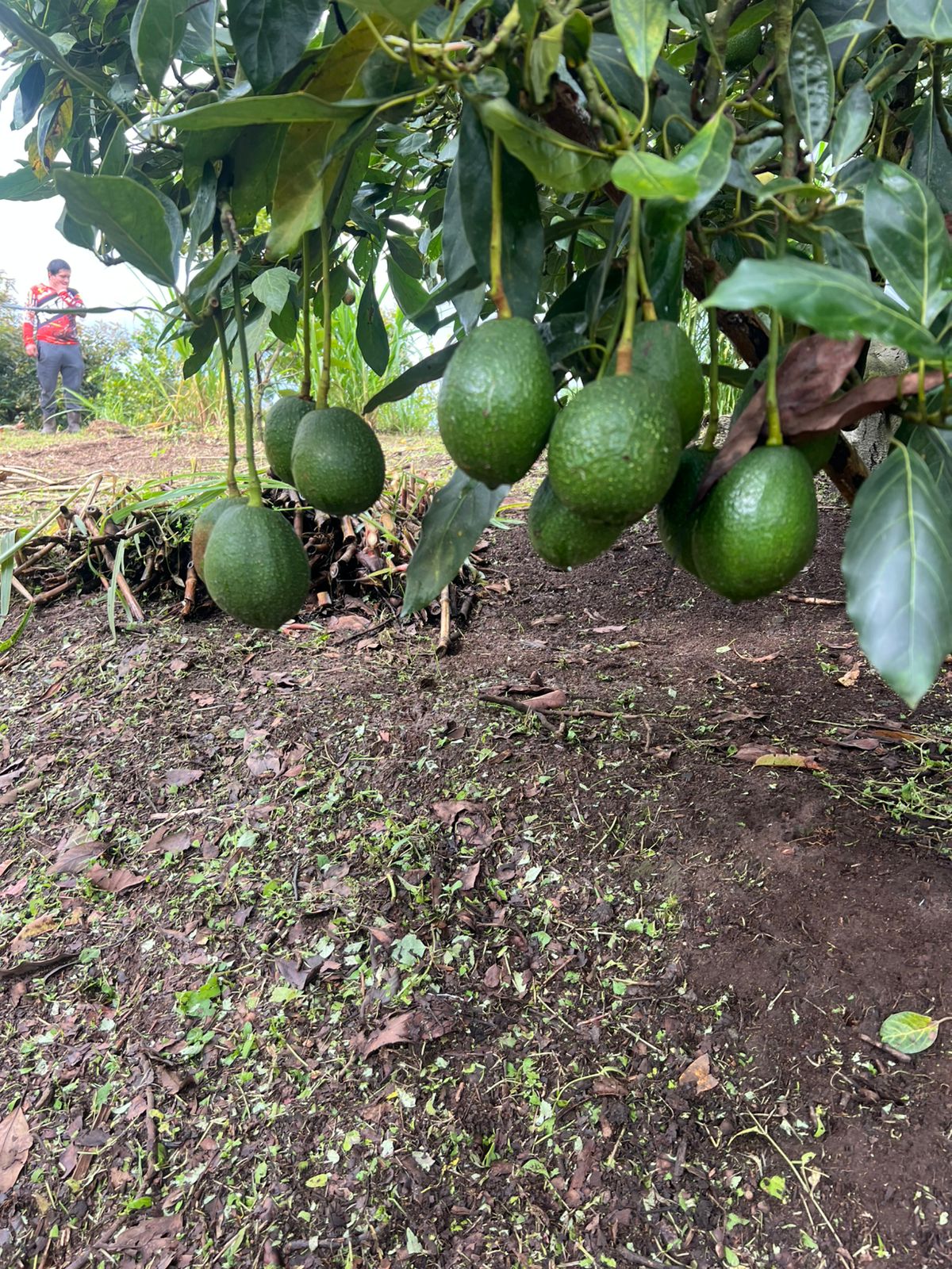 Aguacates colgando en rama