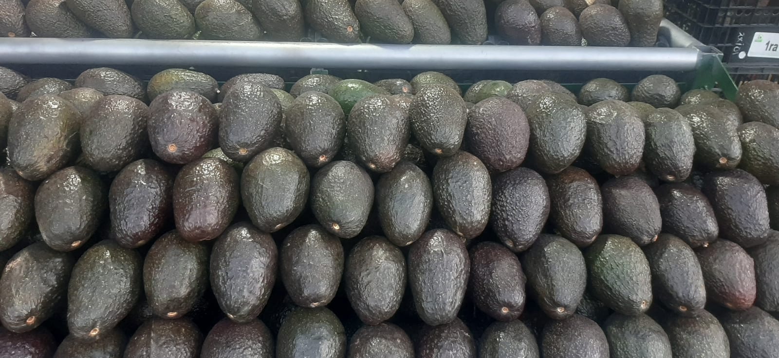 Aguacates Hass seleccionados