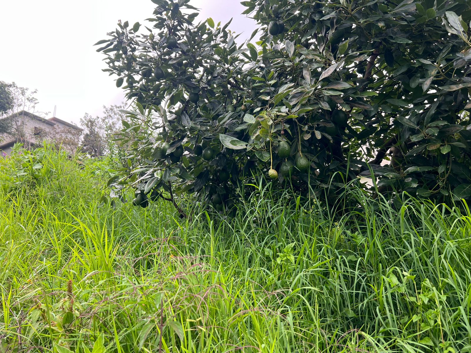 Huerta de aguacate