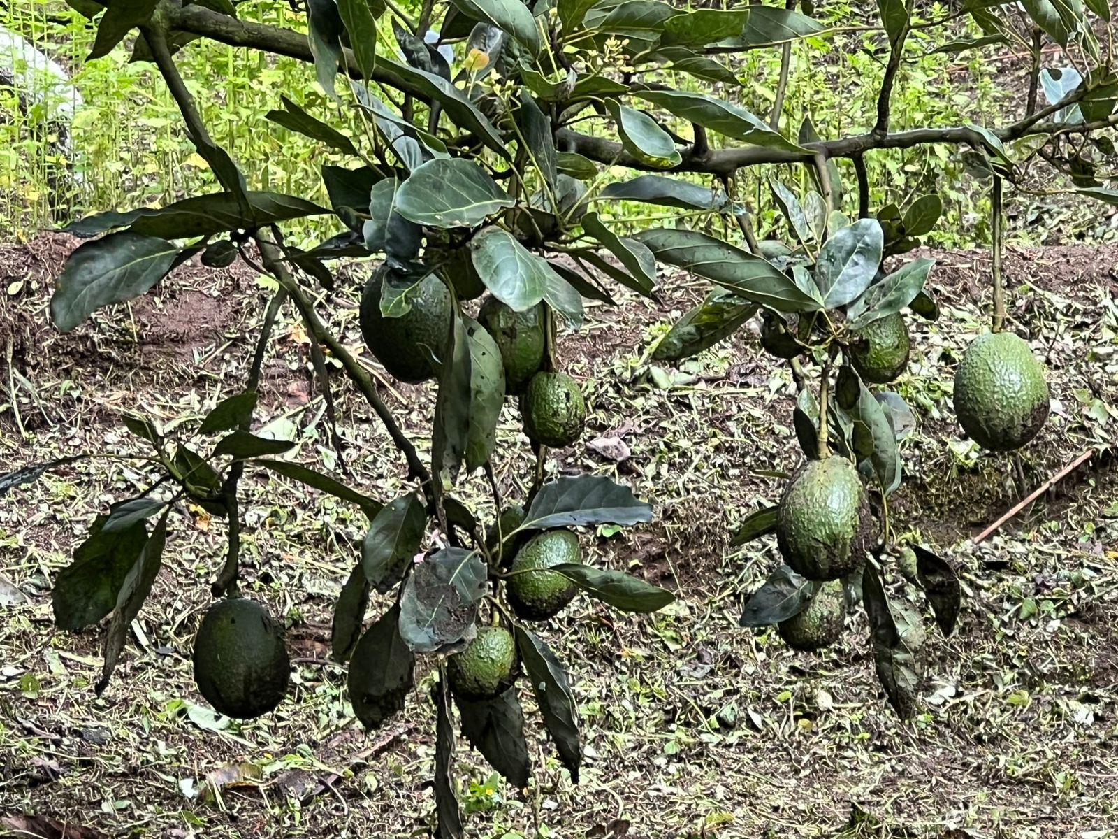 Rama de aguacate