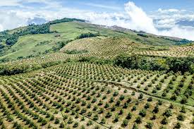 Huerto de aguacate en laderas verdes