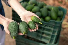 Aguacates seleccionados para empaque en caja